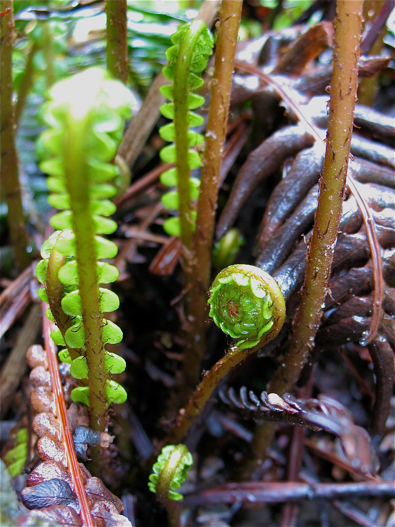 Rippenfarn (Blechnum spicant), Düsseldorf-Garath, Garten, 5.5.2012