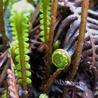 Rippenfarn (Blechnum spicant), Düsseldorf-Garath, Garten, 5.5.2012