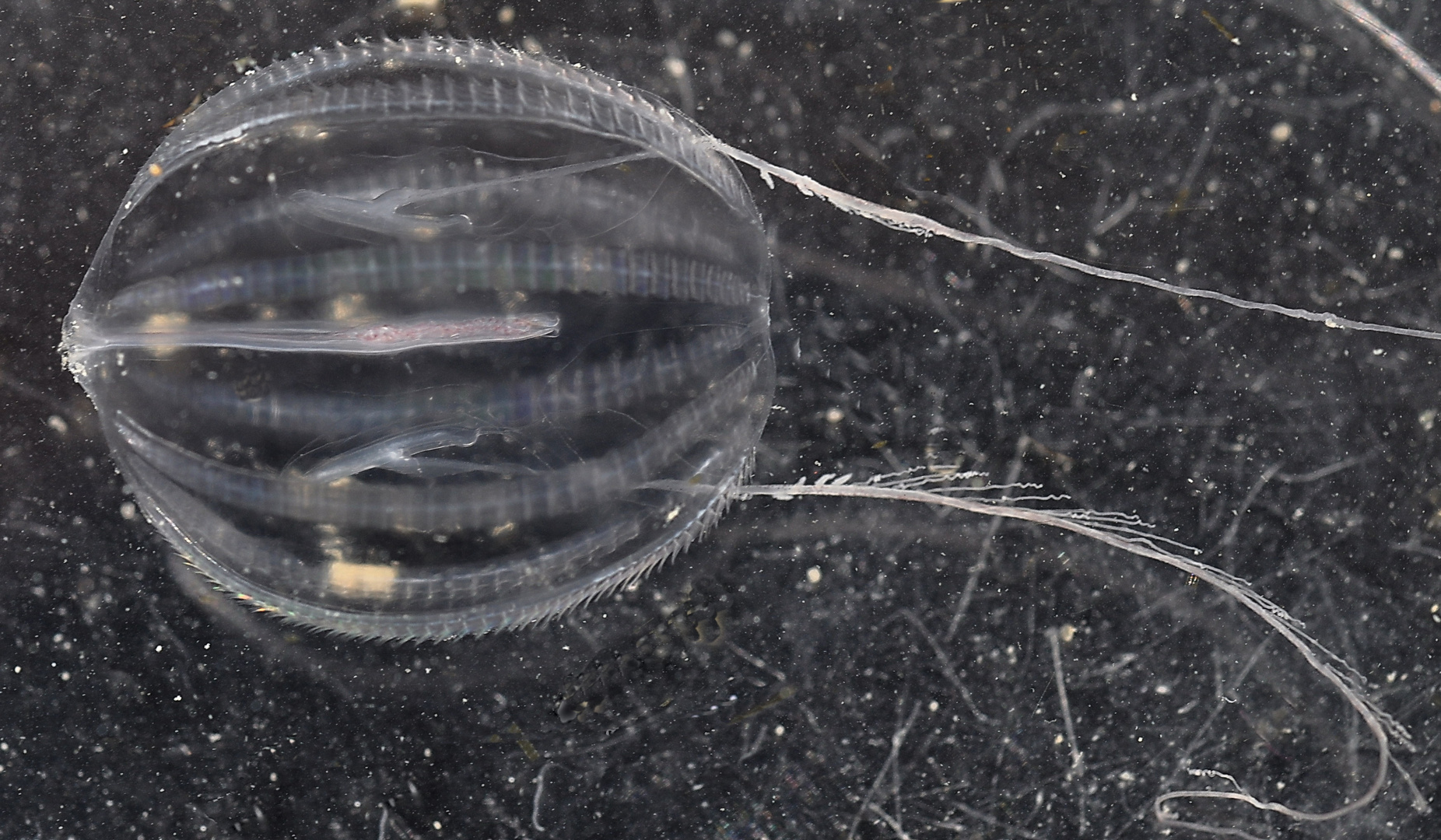 Rippenqualle, Pleurobrachia pileus