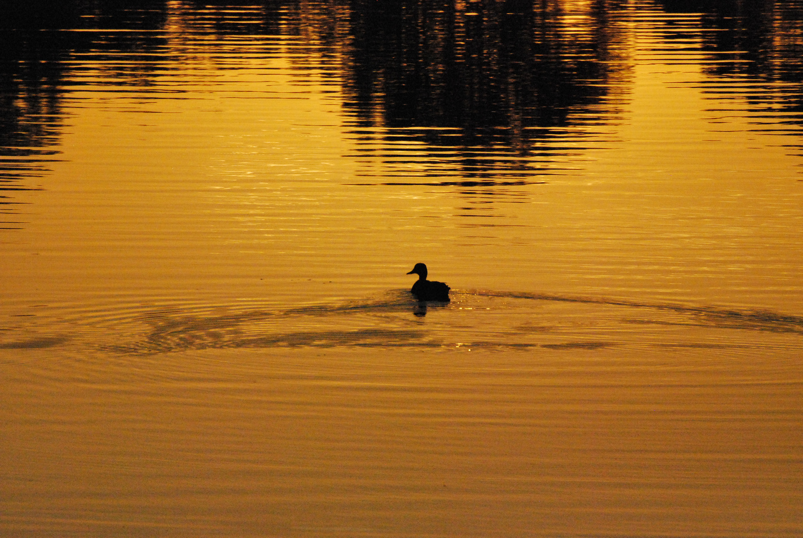 Ripples in a Lake of Gold