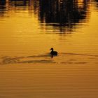 Ripples in a Lake of Gold