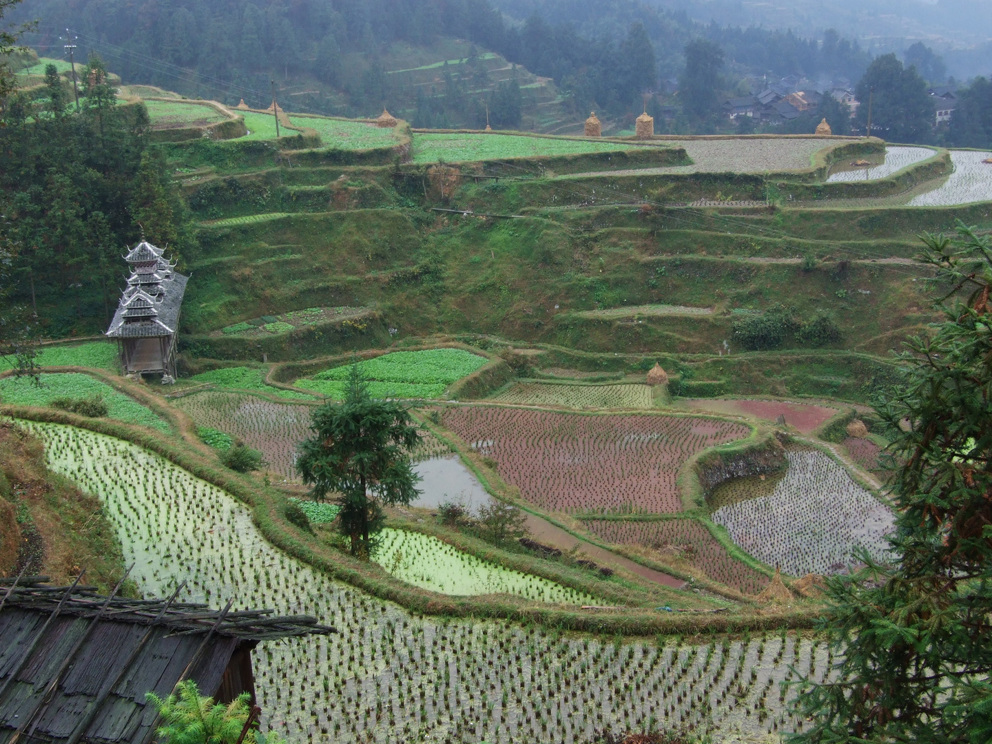 "risaie del Guizhou Cina"