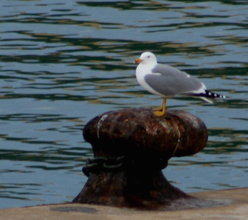 Riserva Naturale di Punta Aderci - Gabbiano al Porto