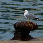 Riserva Naturale di Punta Aderci - Gabbiano al Porto