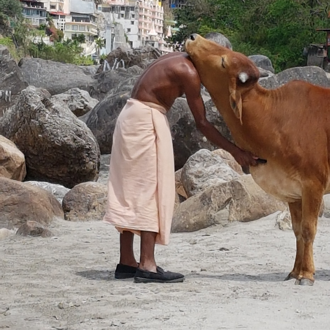 Rishikesh  Kuh-Yoga