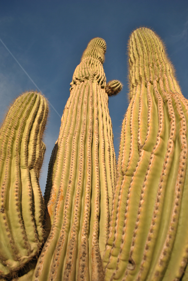 rising cactus