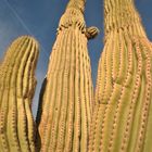 rising cactus