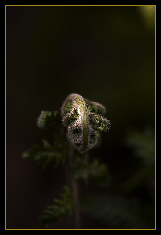 rising fern