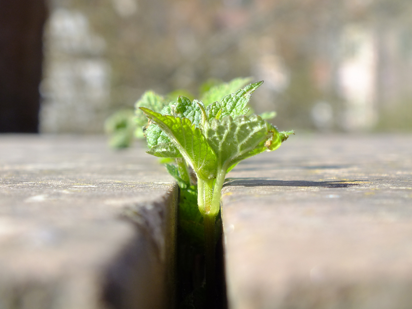 rising from the ground