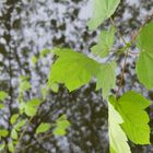 Rising Leaves