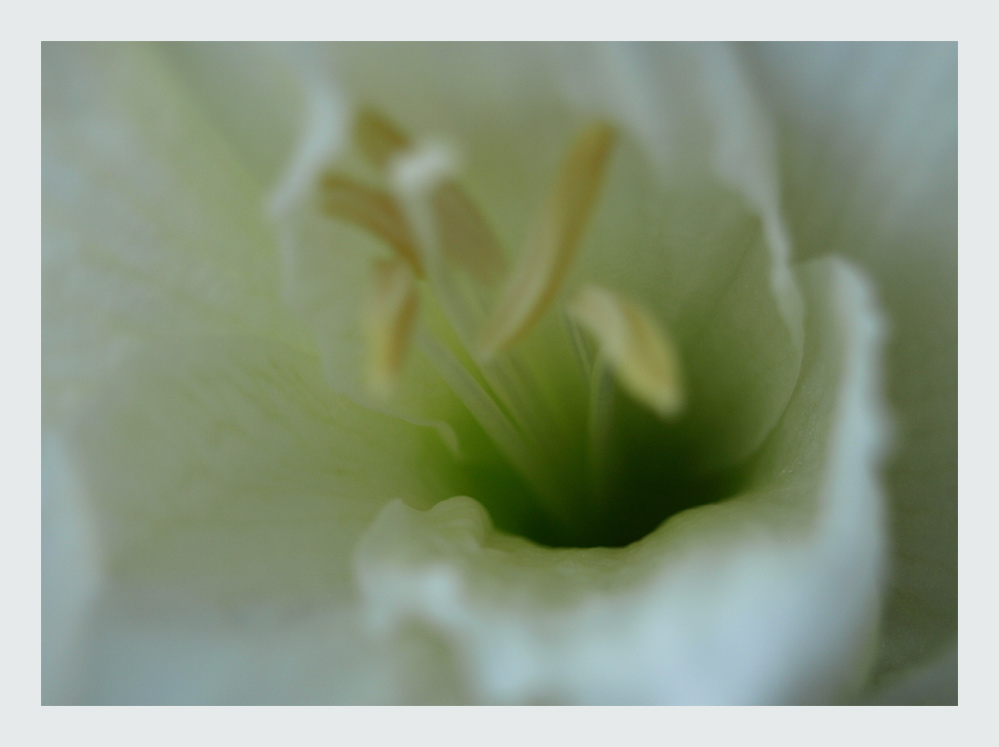 Rising of the Amaryllis