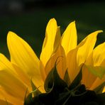 Rising Sunflower