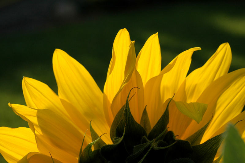 Rising Sunflower