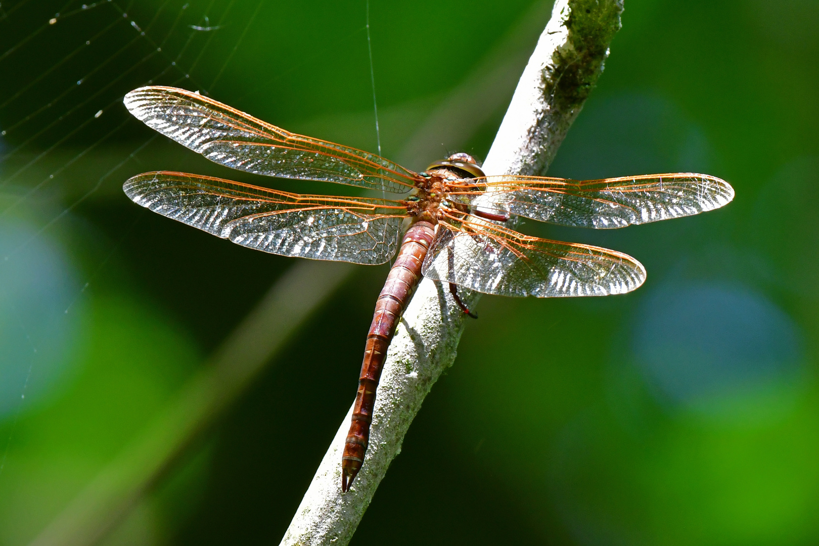 Riskanter Ruhesitz: Braune Mosaikjungfer (Aeshna grandis)