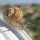 risky snail