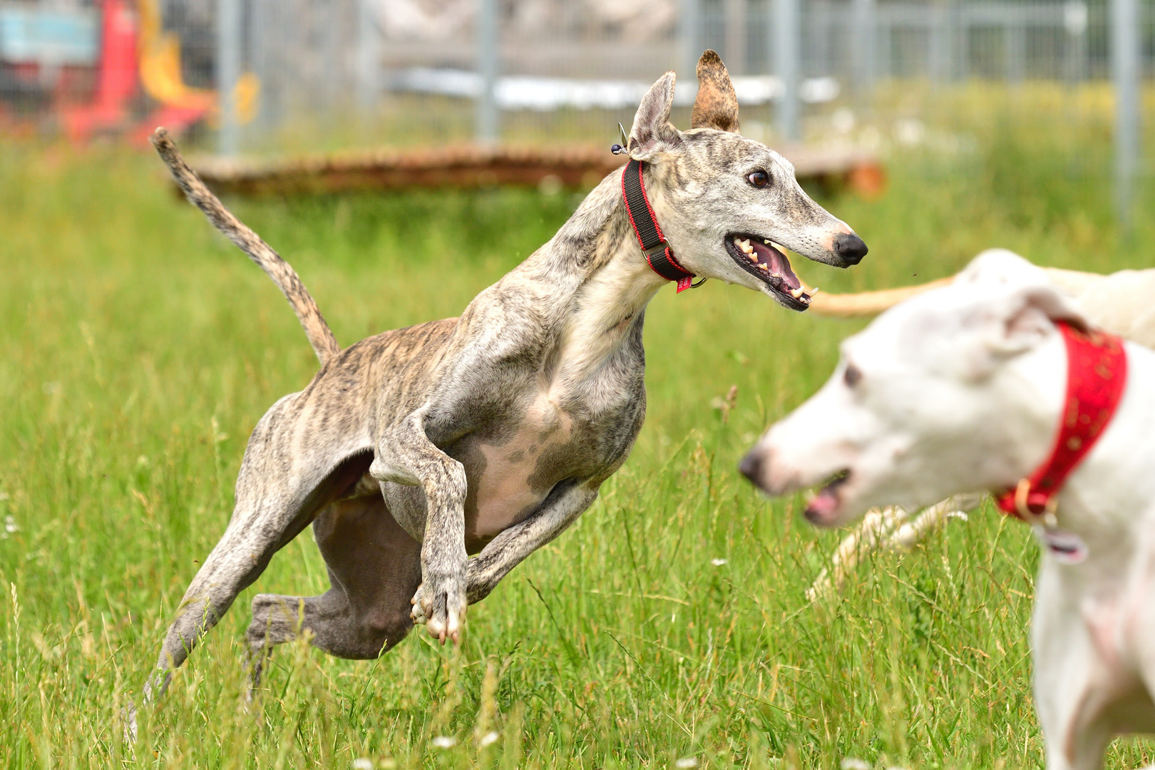 Riso in Fahrt - Sofa gesucht Foto & Bild | tiere ...
