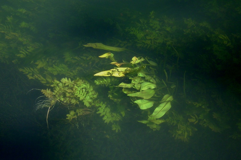 Risorgive del Fiume Timavo