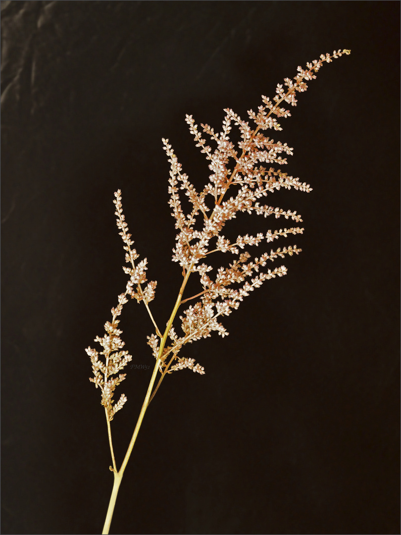 Rispe Foto & Bild pflanzen, pilze & flechten, blüten & kleinpflanzen