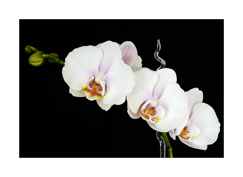 Rispe einer Phalaenopsis