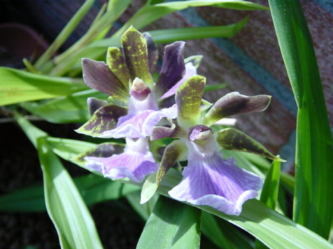 Rispe einer Zygopetalum im Sonnenlicht