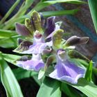 Rispe einer Zygopetalum im Sonnenlicht