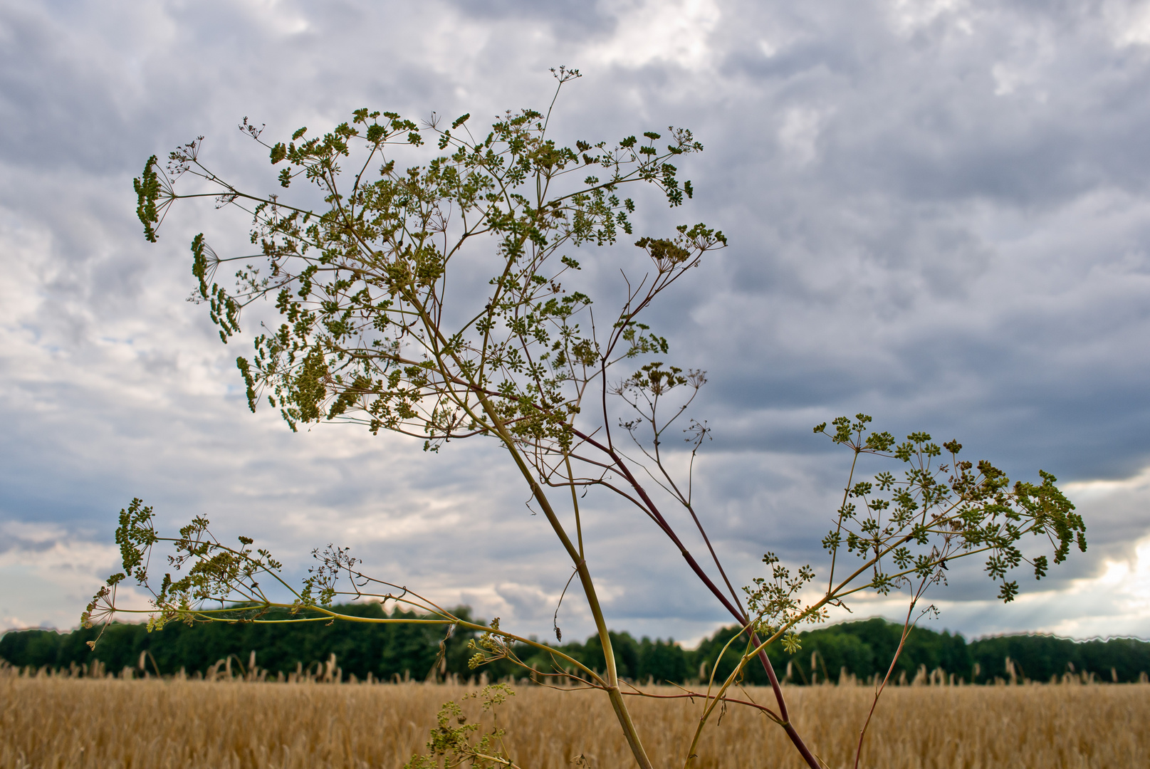 Rispe. Feld bei Mittenwalde.