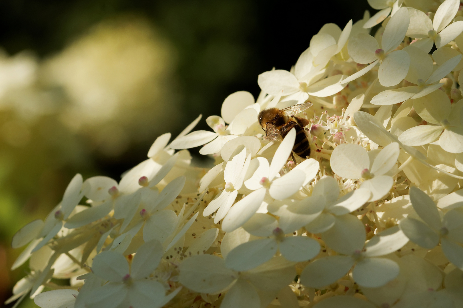 Rispen-Hortensie