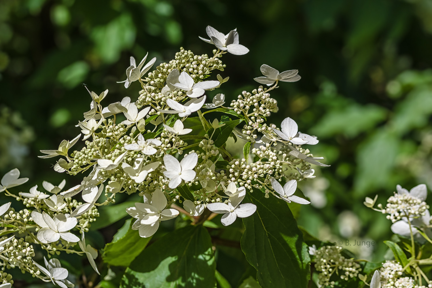 RispenHortensie Foto & Bild nikon, makro, weiß Bilder auf