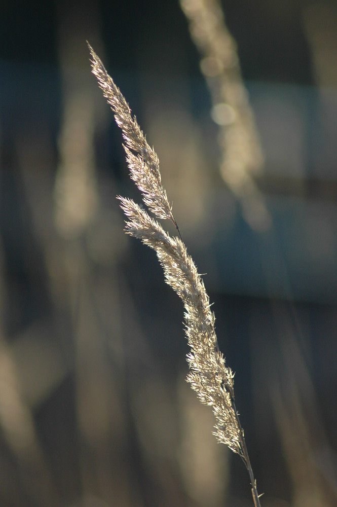 RISPEN IN GEGENLICHT