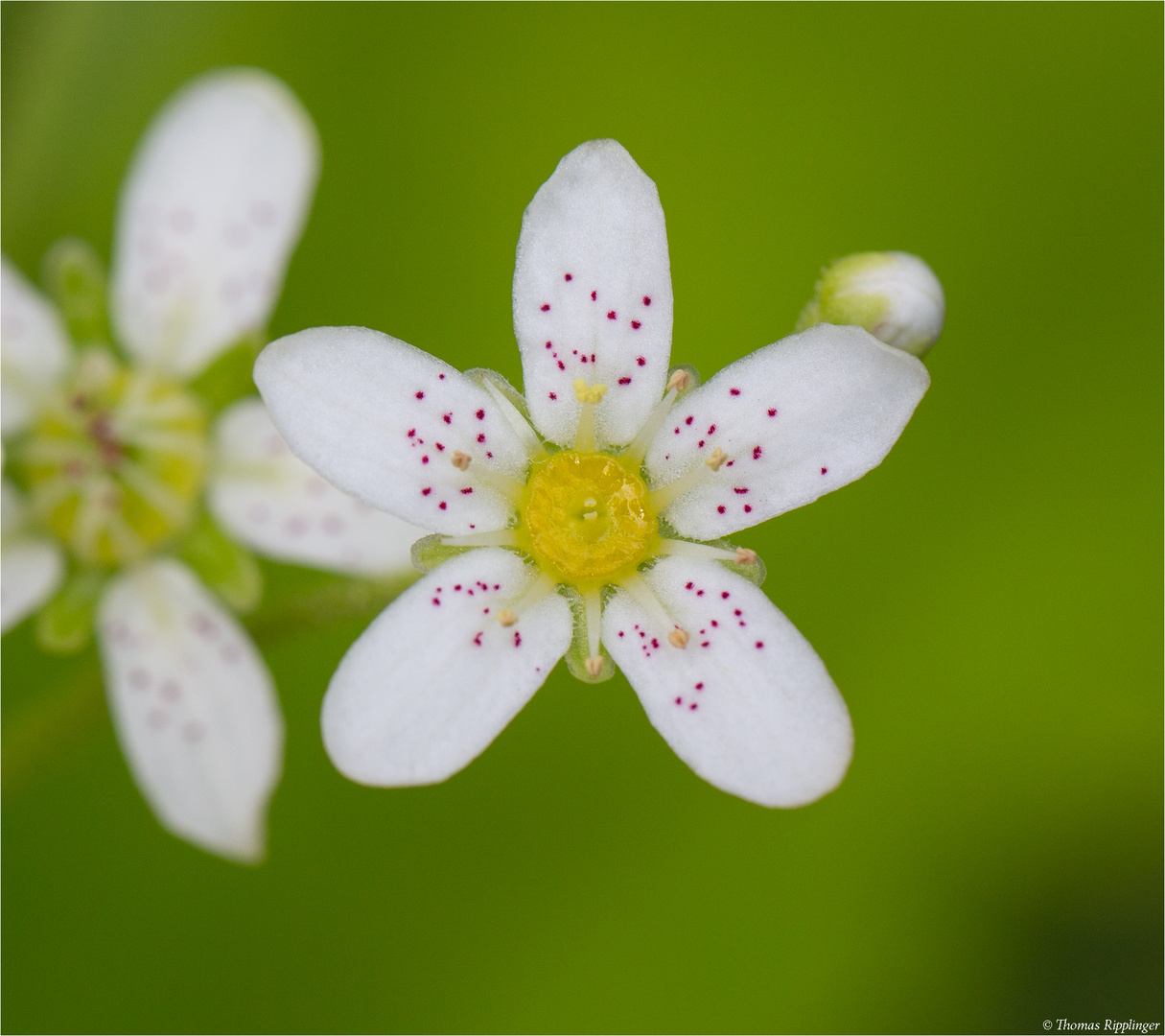 Rispen-Steinbrech (Saxifraga paniculata) 03,2