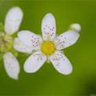 Rispen-Steinbrech (Saxifraga paniculata) 03,2