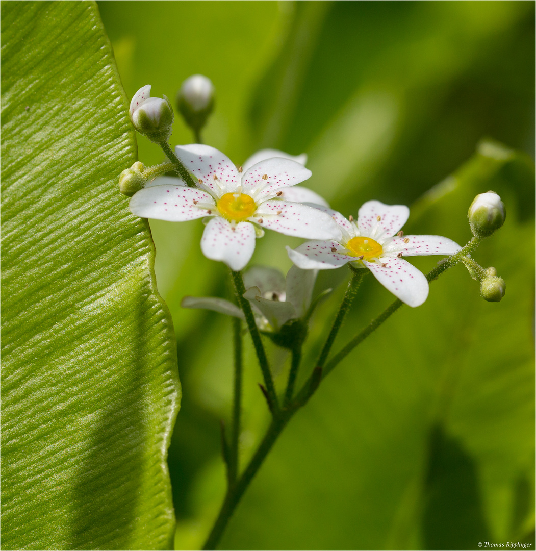 Rispen-Steinbrech (Saxifraga paniculata) 06,2