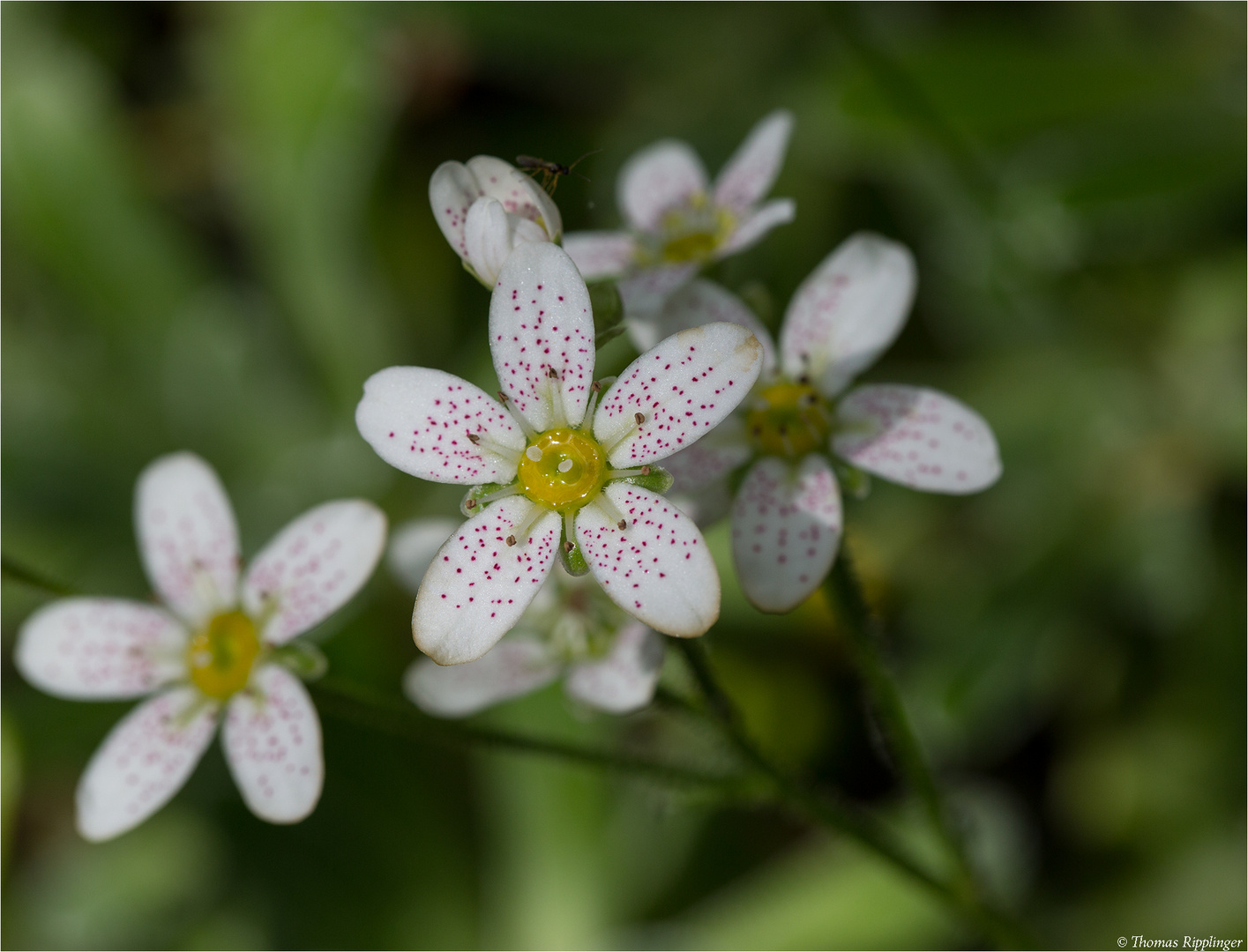 Rispen-Steinbrech (Saxifraga paniculata)