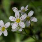 Rispen-Steinbrech (Saxifraga paniculata)