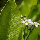 Rispen-Steinbrech (Saxifraga paniculata)