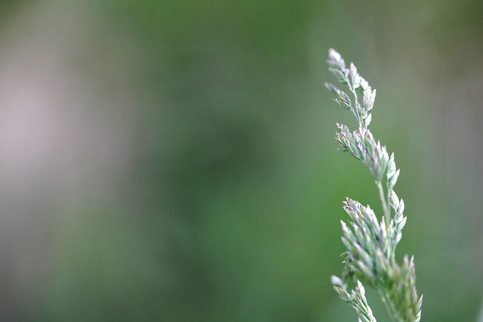 Rispengras Foto & Bild pflanzen, pilze & flechten, gräser, gras