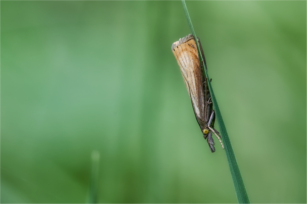 Rispengraszünsler (Chrysoteuchia culmella)