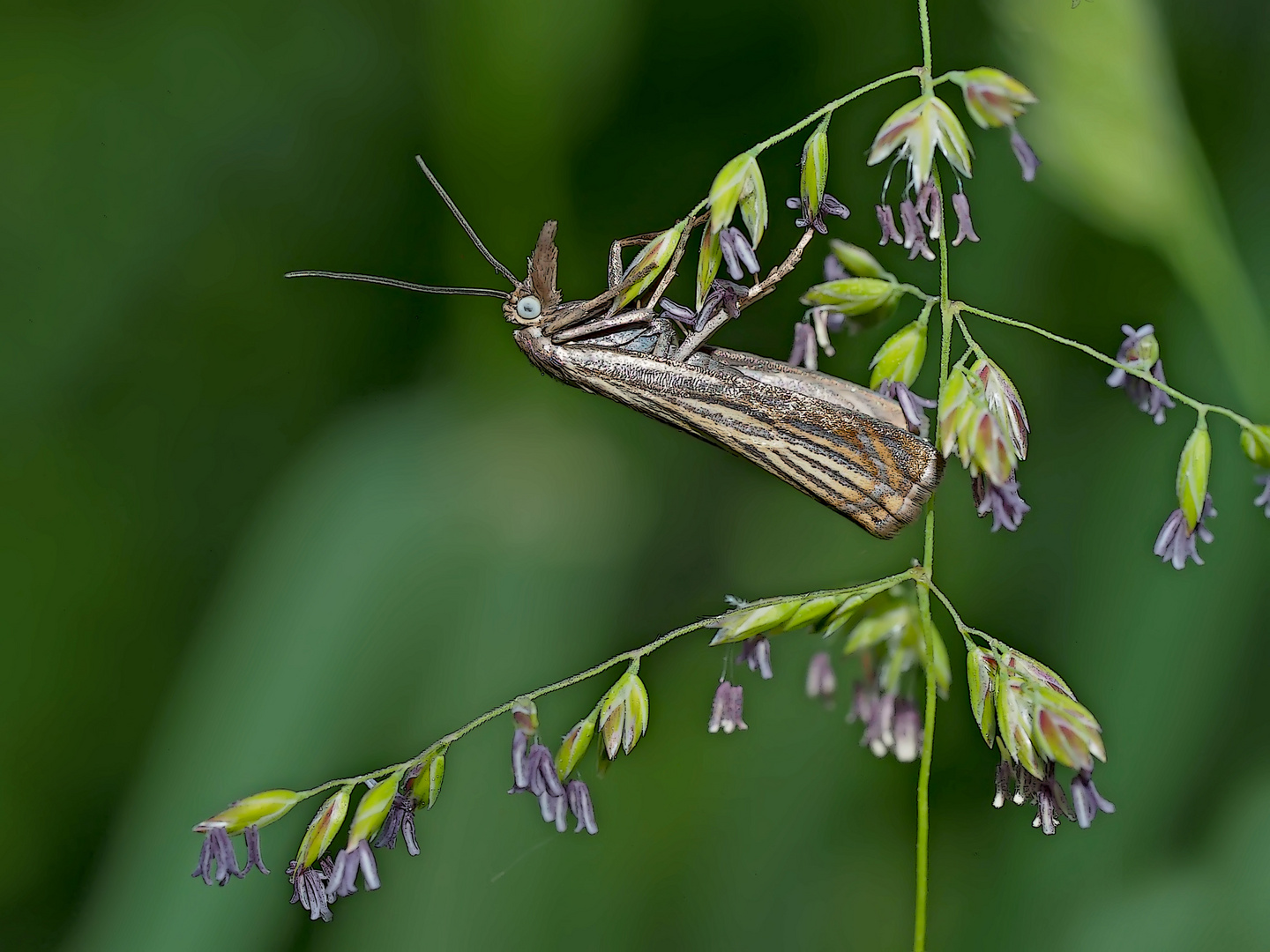Rispengraszünsler (Chrysoteuchia culmella)