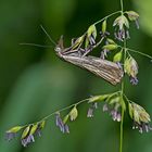 Rispengraszünsler (Chrysoteuchia culmella)