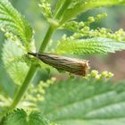 Rispengraszünsler (Chrysoteuchia culmella) auf Großer Brennnessel