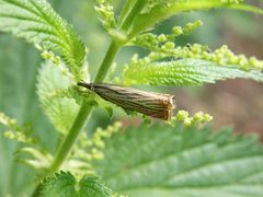 Rispengraszünsler (Chrysoteuchia culmella) auf Großer Brennnessel