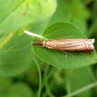 Rispengraszünsler (Chrysoteuchia culmella) auf Oregano