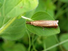 Rispengraszünsler (Chrysoteuchia culmella) auf Oregano