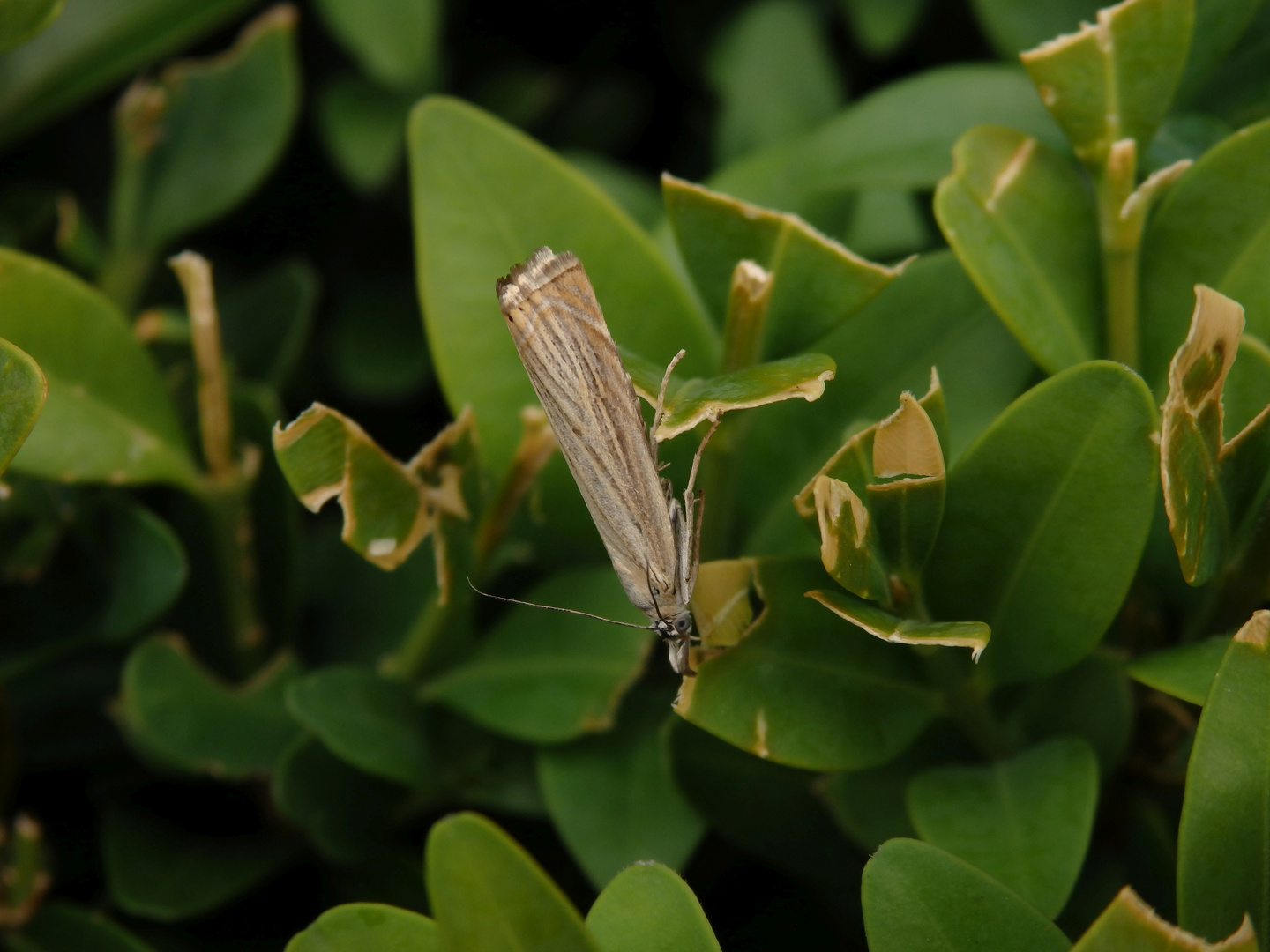 Rispengraszünsler (Chrysoteuchia culmella) ???