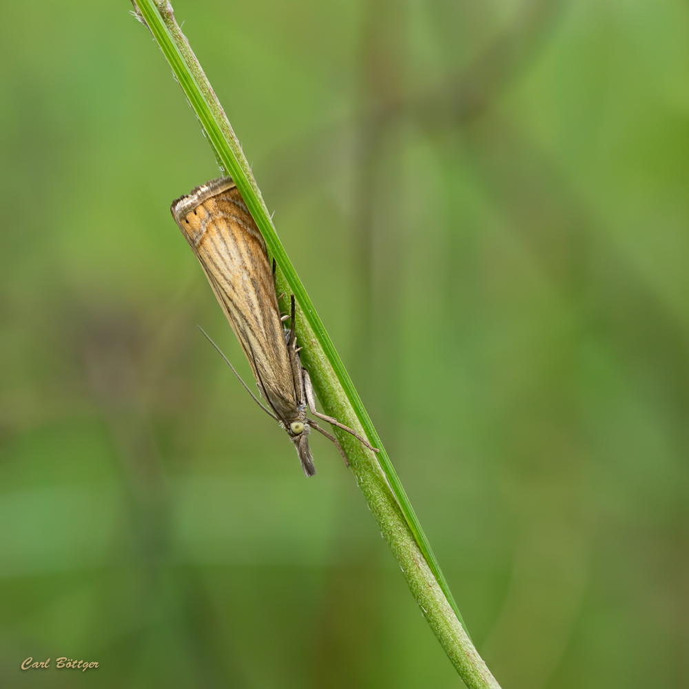 Rispengraszünsler (Chrysoteuchia culmella)