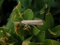 Rispengraszünsler (Chrysoteuchia culmella) ???