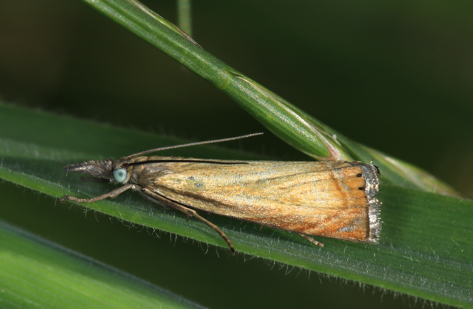 Rispengraszünsler, Chrysoteuchia culmella, garden grass-veneer 