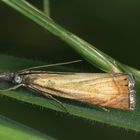 Rispengraszünsler, Chrysoteuchia culmella, garden grass-veneer 