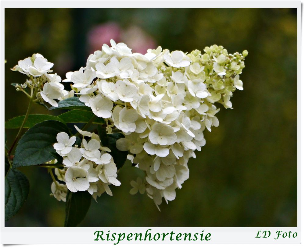 Bilder Rispenhortensie: A Flowery Journey into Drawing