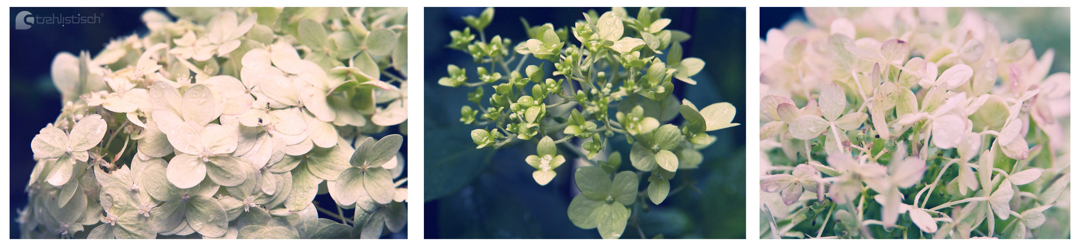 Rispenhortensie